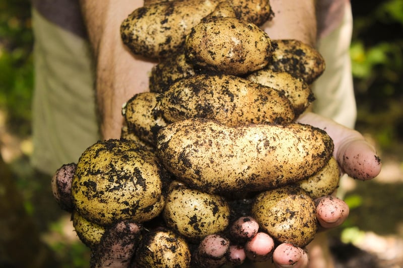 Vegetable Gardening